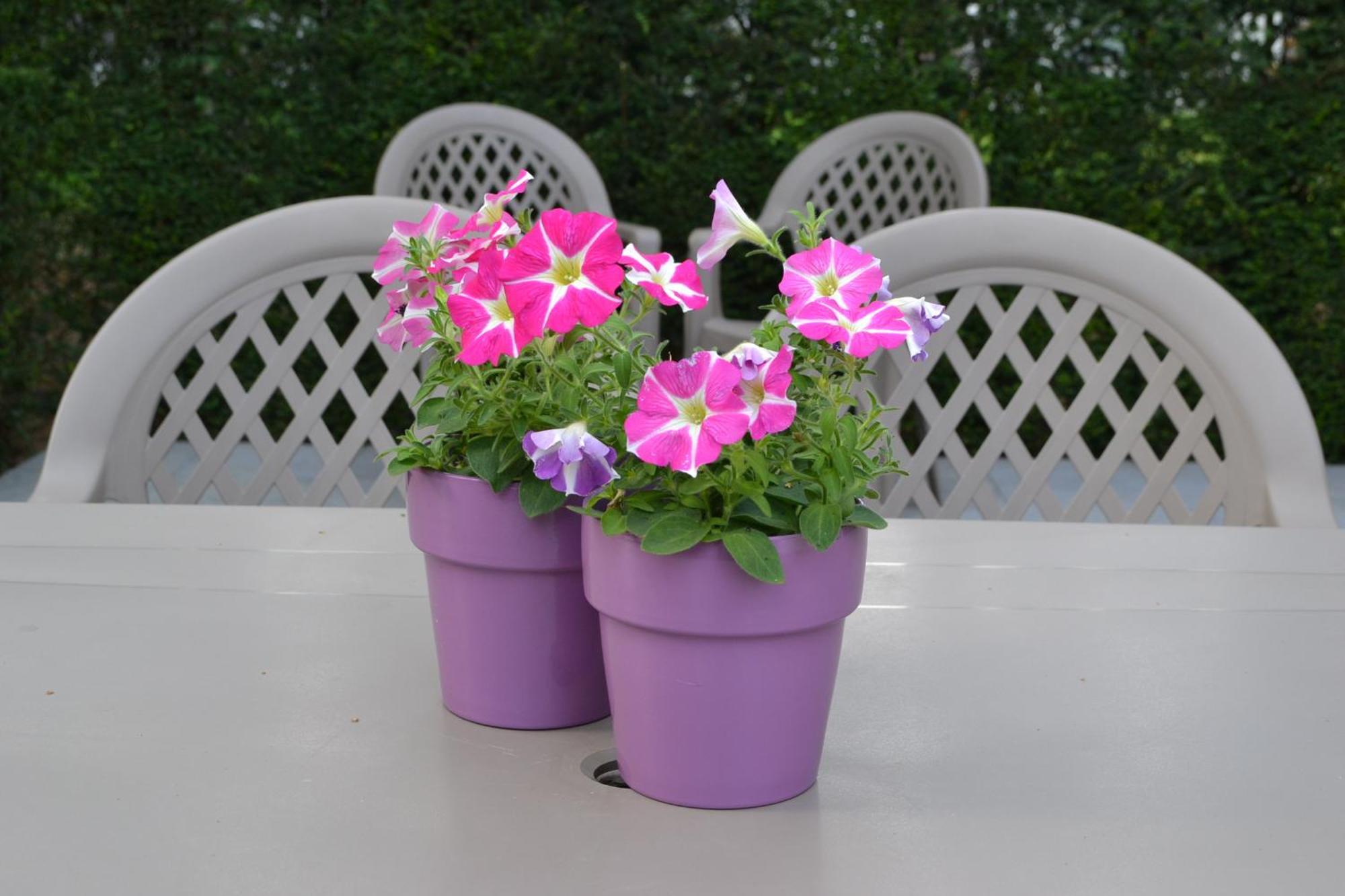 Lobelia-brugge 4* Brujas